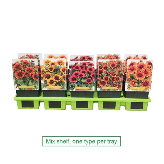 Bilde av Gaillardia-Spanne Plantesalg