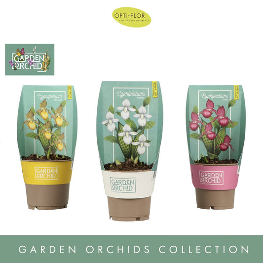 Bilde av CYPRIPEDIUM Garden Orchids 6+ pink-Spanne Plantesalg