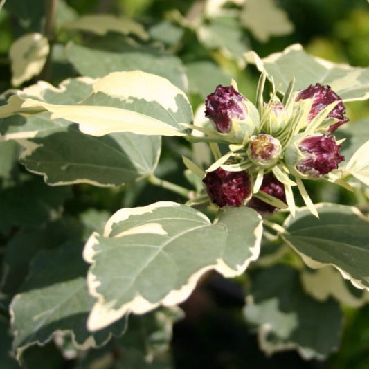 Bilde av Hibiscus syr, 'Purpureus Variegatus'-Spanne Plantesalg