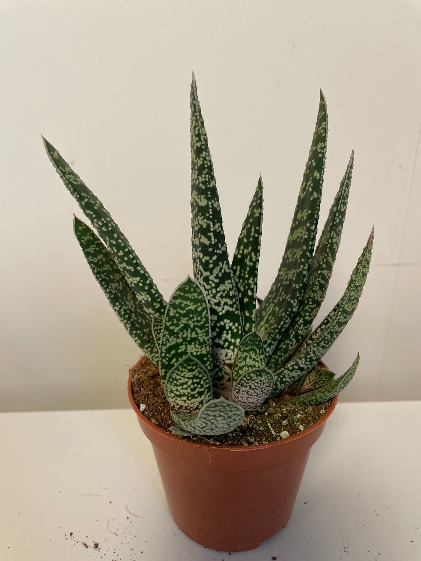 Bilde av Gasteria Carinata Big Ben-Spanne Plantesalg