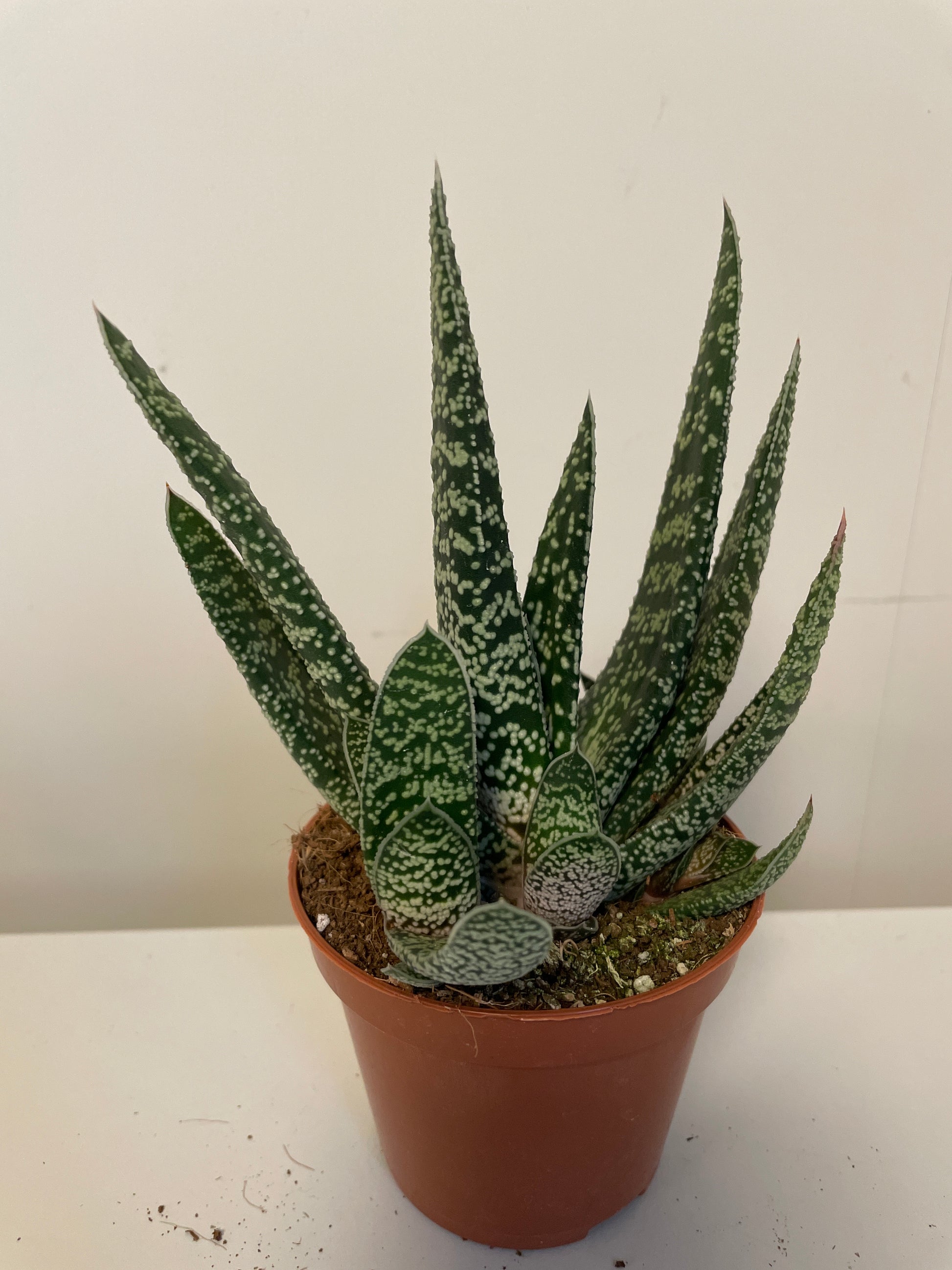 Bilde av Gasteria Carinata Big Ben-Spanne Plantesalg