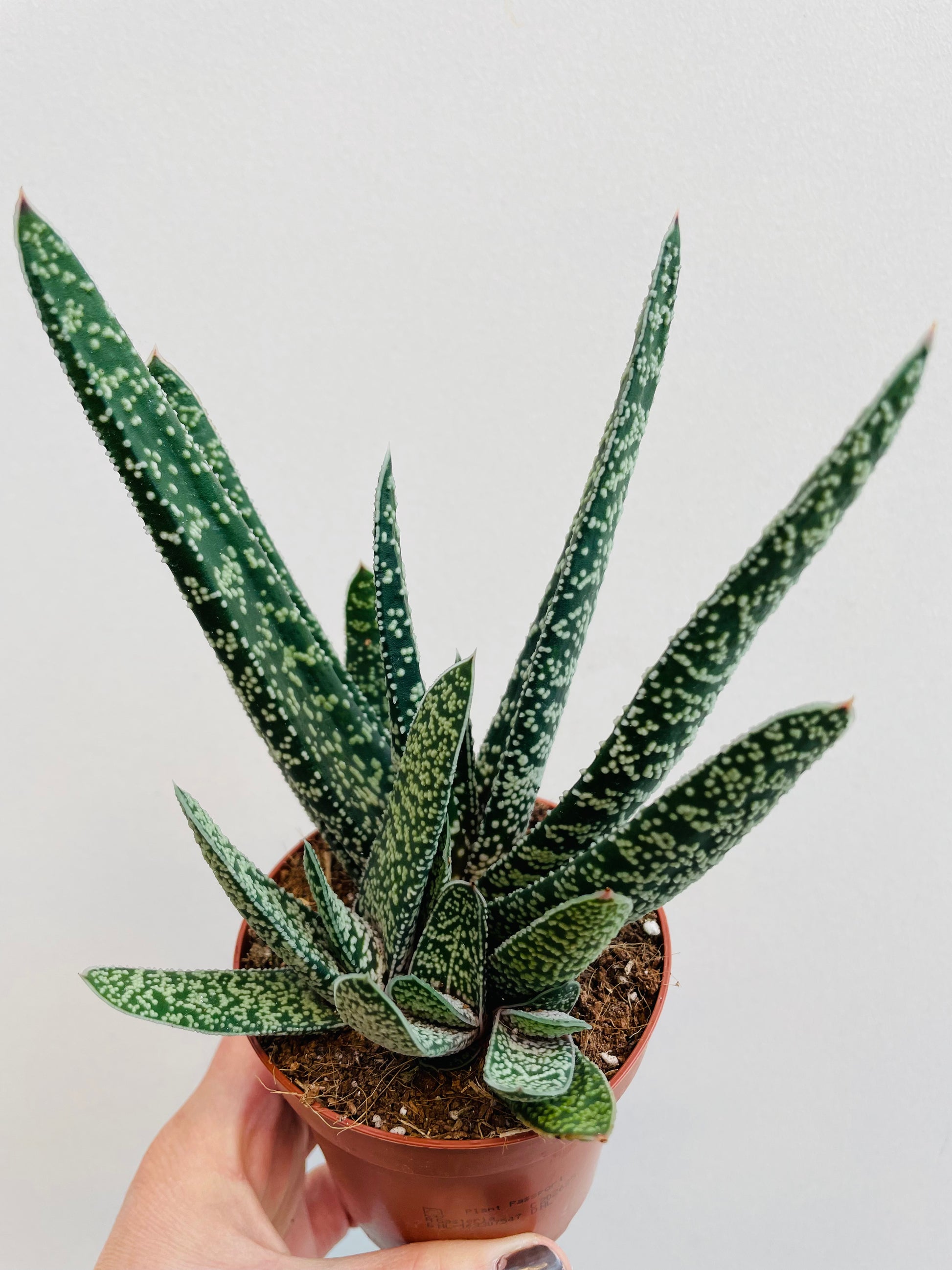 Bilde av Gasteria carinata ‘Big Ben’-Spanne Plantesalg