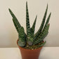 Bilde av Gasteria Carinata Big Ben-Spanne Plantesalg