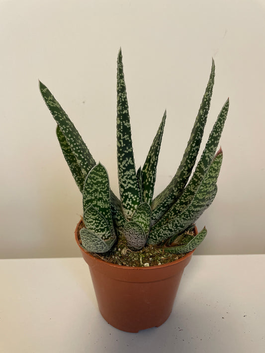 Bilde av Gasteria Carinata Big Ben-Spanne Plantesalg