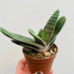Bilde av Gasteria ‘Little Warty’-Spanne Plantesalg