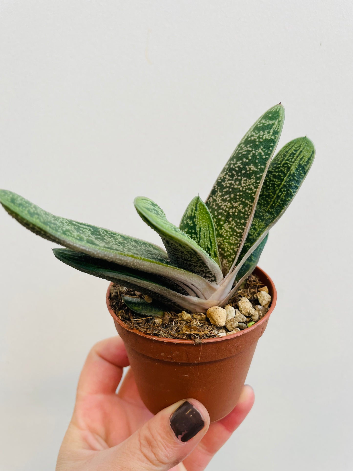 Bilde av Gasteria ‘Little Warty’-Spanne Plantesalg