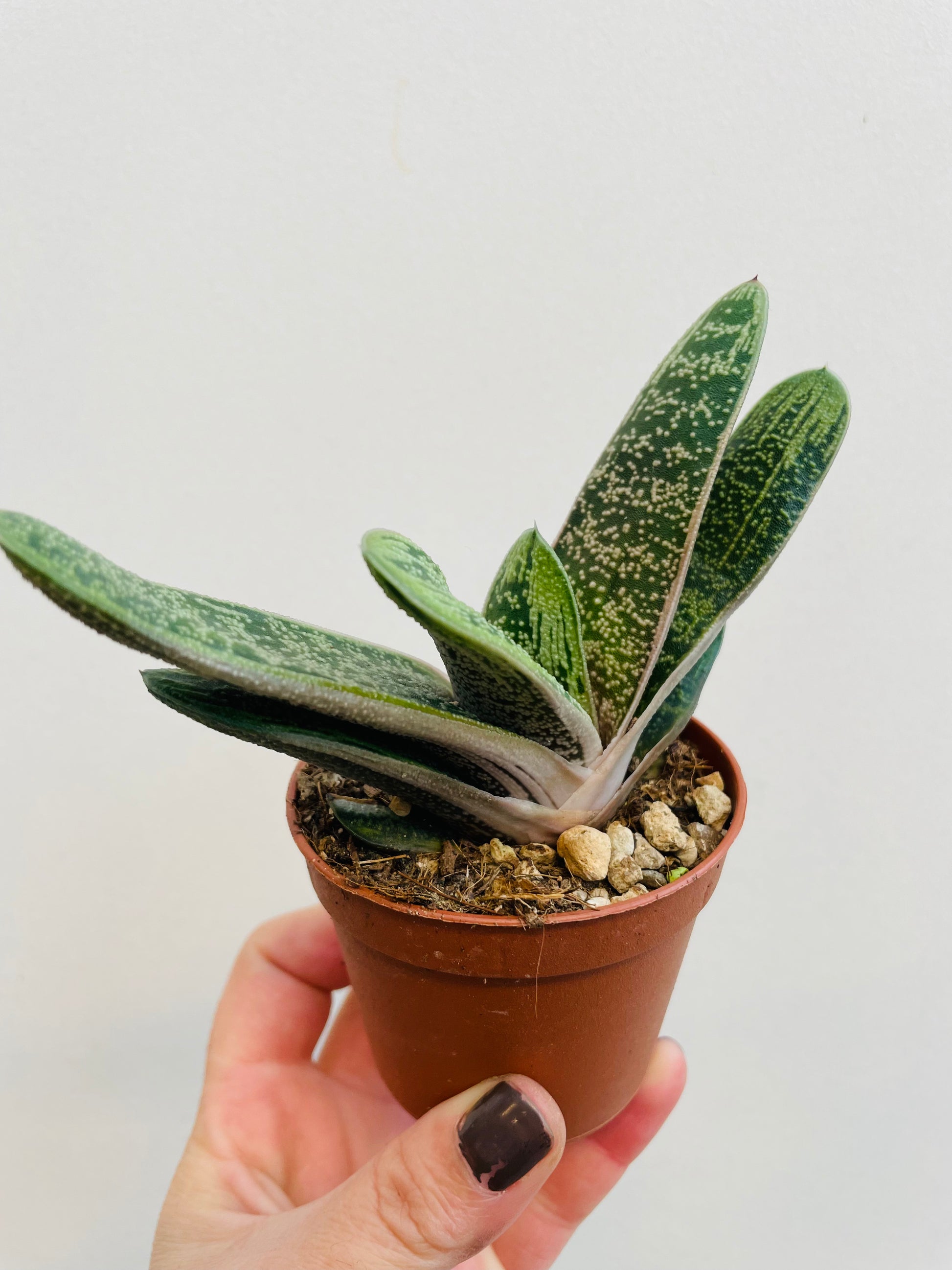 Bilde av Gasteria ‘Little Warty’-Spanne Plantesalg