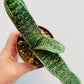 Bilde av Gasteria ‘Little Warty’-Spanne Plantesalg