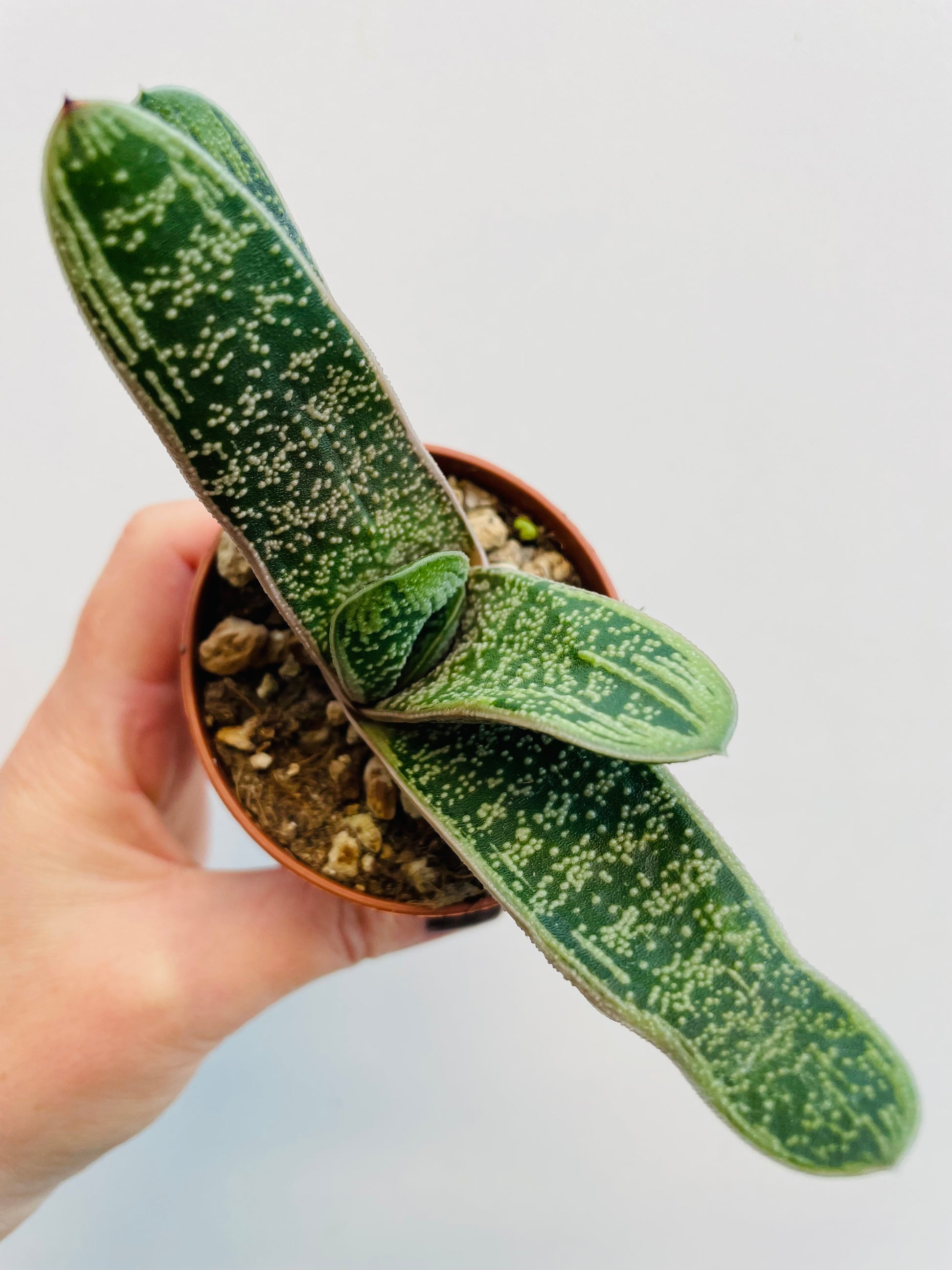 Bilde av Gasteria ‘Little Warty’-Spanne Plantesalg