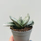 Bilde av Gasteria ‘Sakura Fuji’ 6 cm potte-Spanne Plantesalg