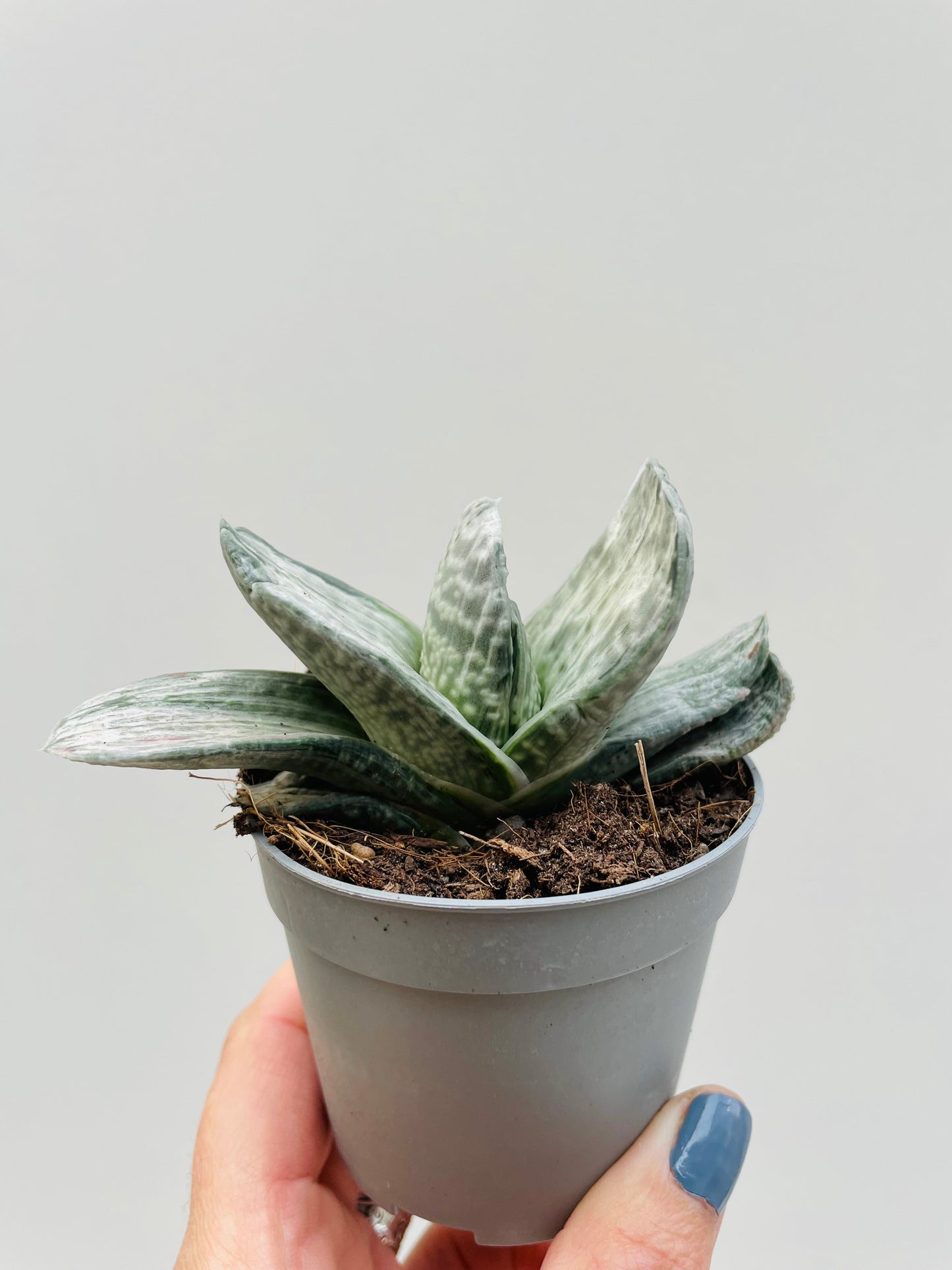 Bilde av Gasteria ‘Sakura Fuji’ 6 cm potte-Spanne Plantesalg