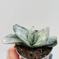 Bilde av Gasteria ‘Sakura Fuji’ 6 cm potte-Spanne Plantesalg