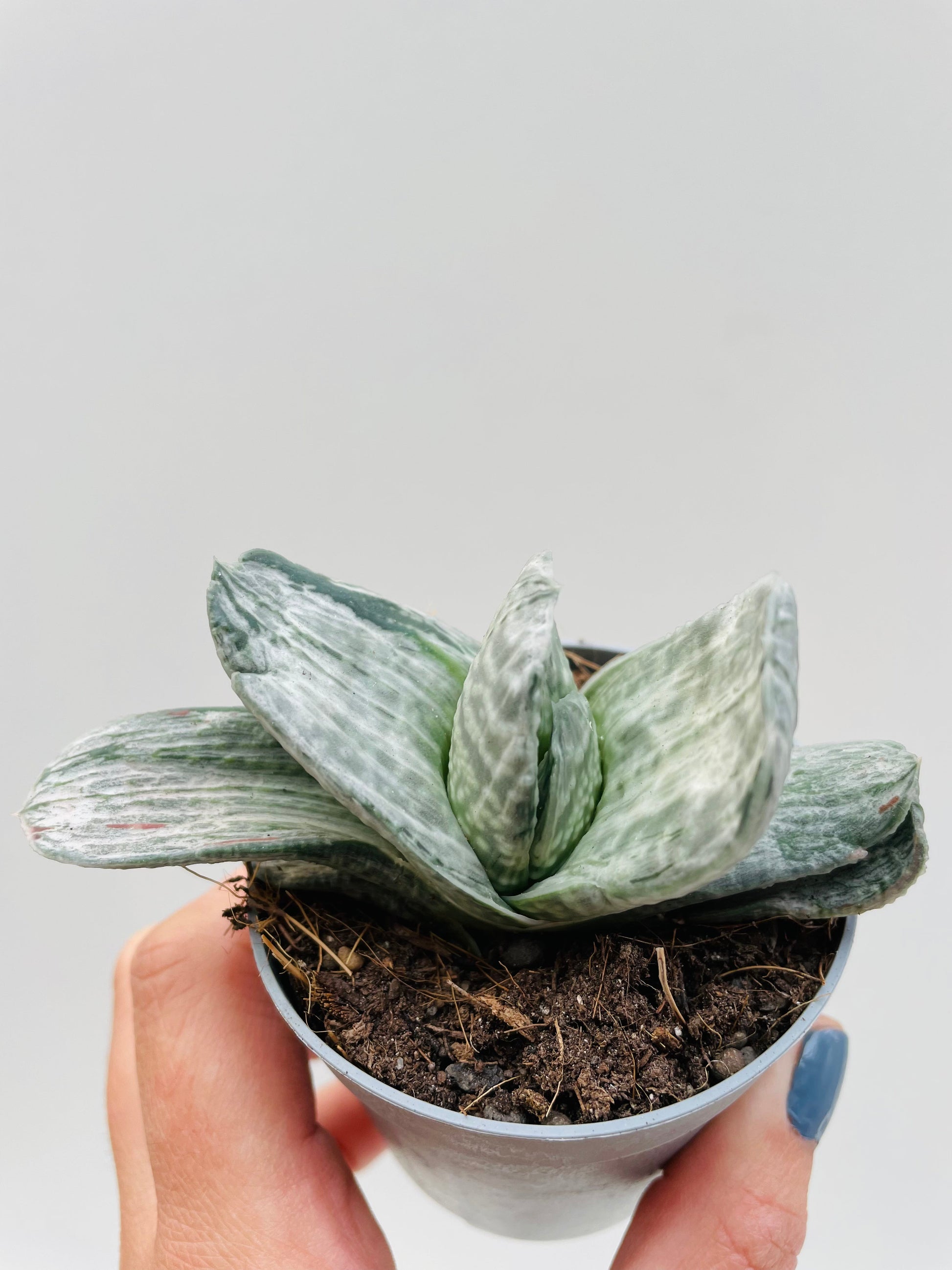 Bilde av Gasteria ‘Sakura Fuji’ 6 cm potte-Spanne Plantesalg