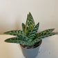 Gasteria Verrucosa variegata