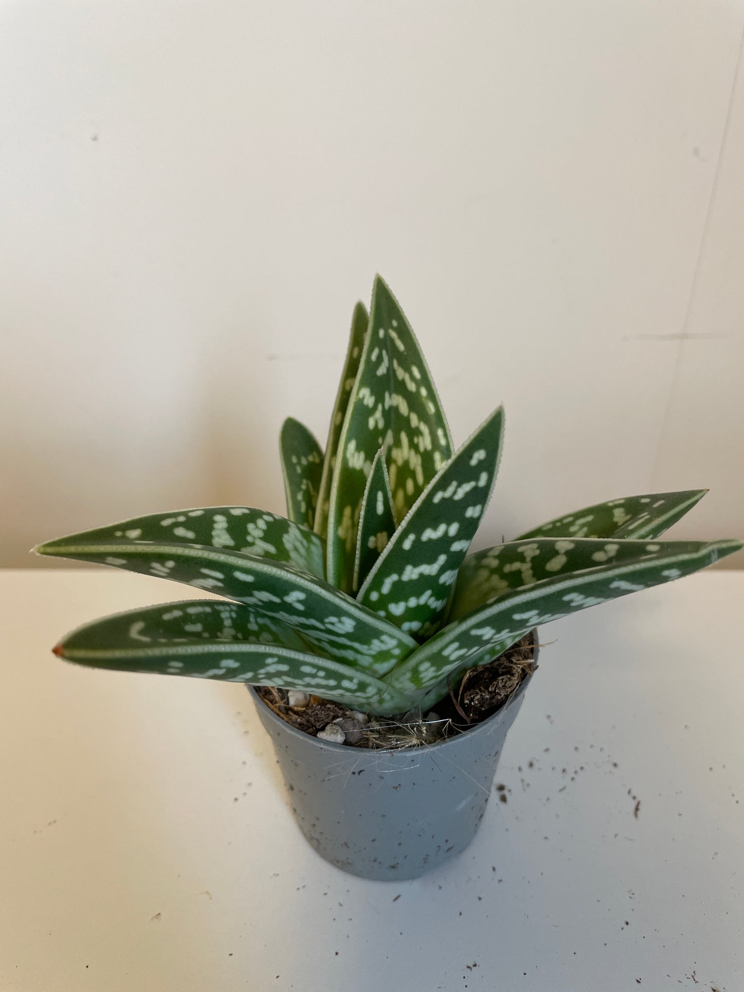 Gasteria Verrucosa variegata