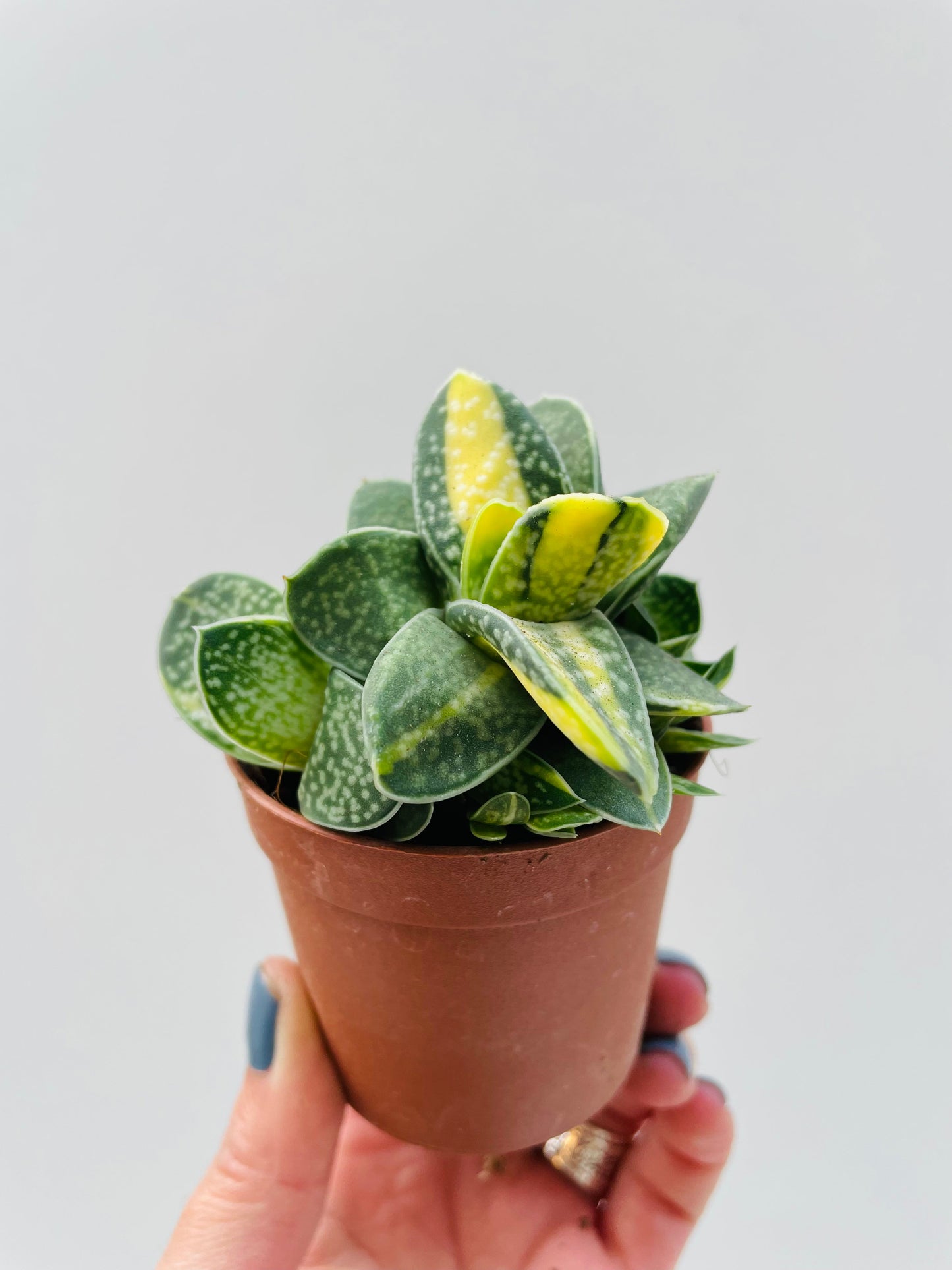 Bilde av Gasteria verrucosa variegata 6 cm potte-Spanne Plantesalg