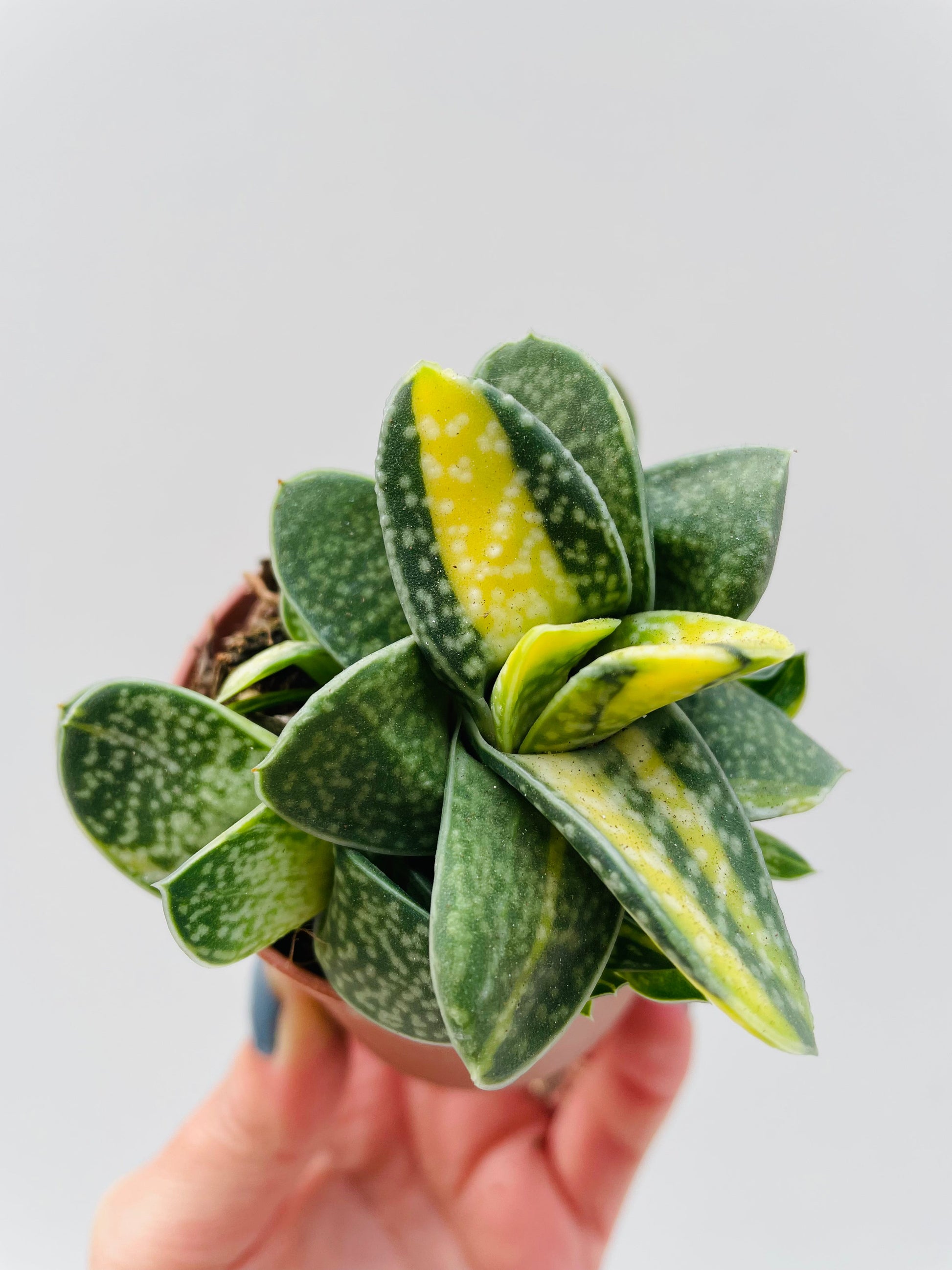 Bilde av Gasteria verrucosa variegata 6 cm potte-Spanne Plantesalg