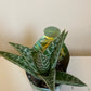 Gasteria Verrucosa variegata