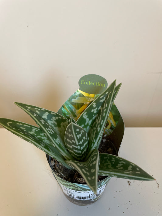Gasteria Verrucosa variegata