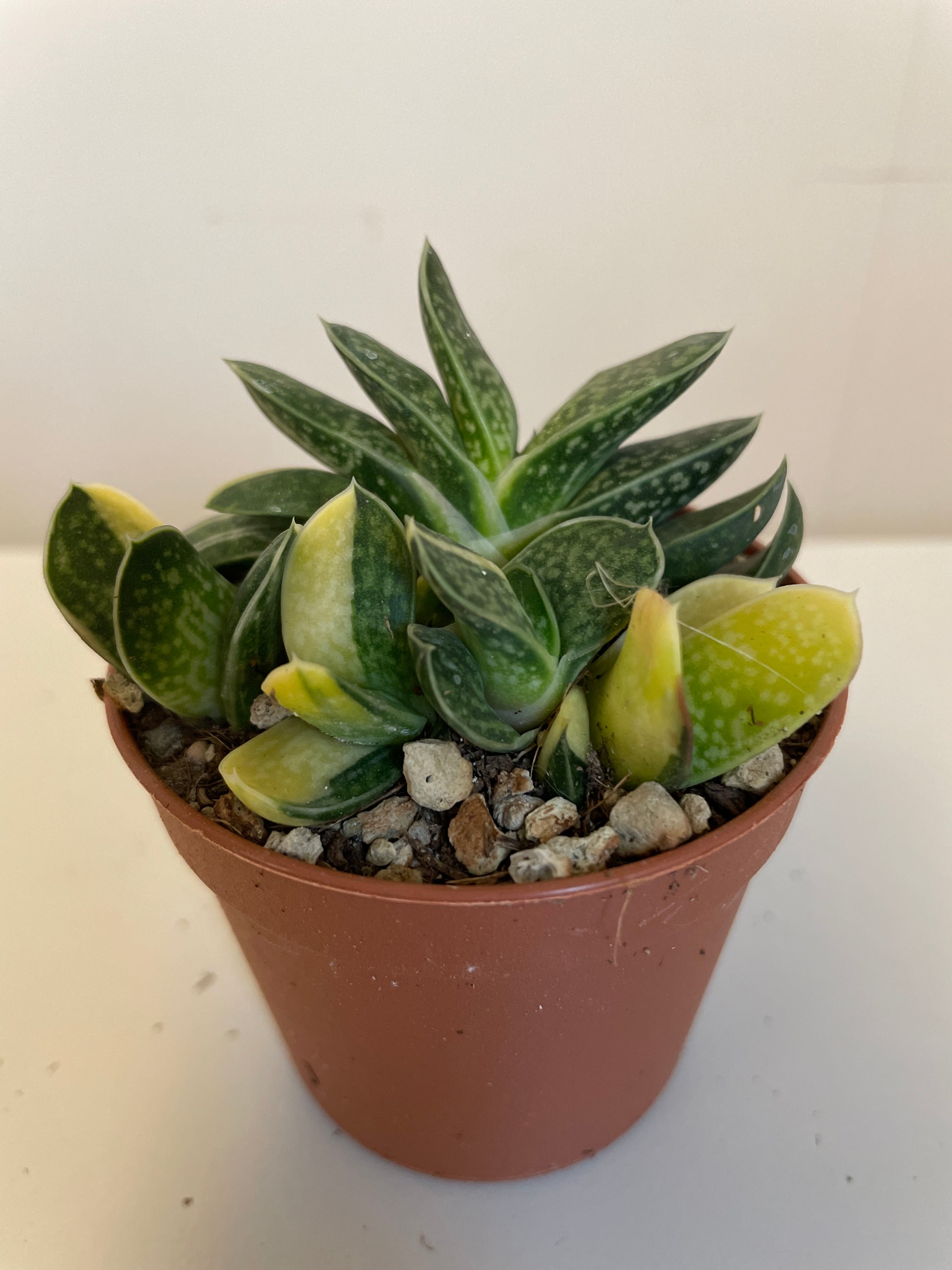 Bilde av Gasteria Verrucosa variegata-Spanne Plantesalg