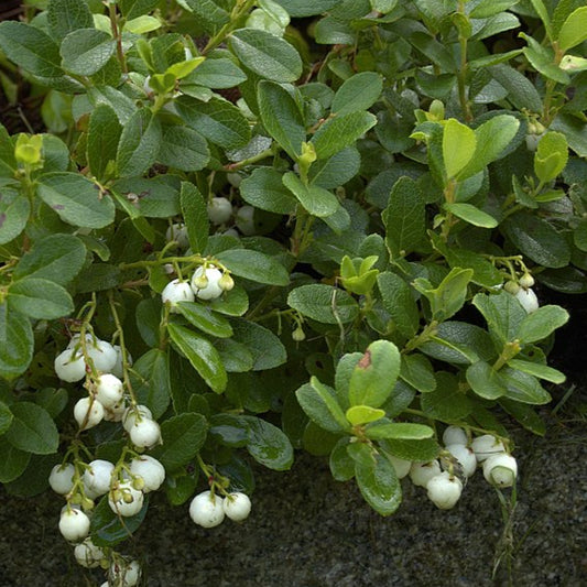 Bilde av Gaultheria miqueliana-Spanne Plantesalg