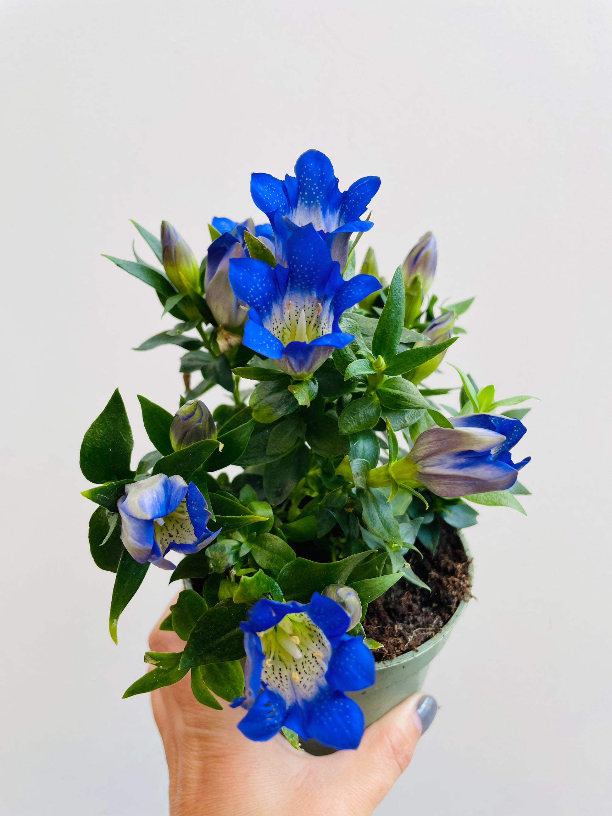 Bilde av Genetiana ‘Blue Heart’-Spanne Plantesalg