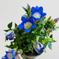 Bilde av Genetiana ‘Blue Heart’-Spanne Plantesalg