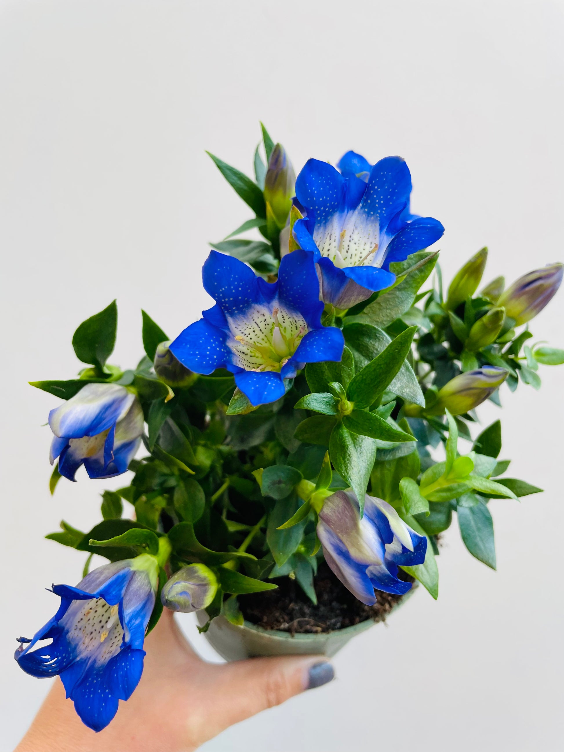 Bilde av Genetiana ‘Blue Heart’-Spanne Plantesalg