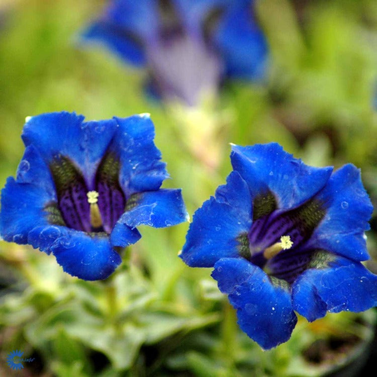 Bilde av Gentiana acaulis-Spanne Plantesalg