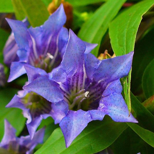 Bilde av Gentiana asclepiadea-Spanne Plantesalg