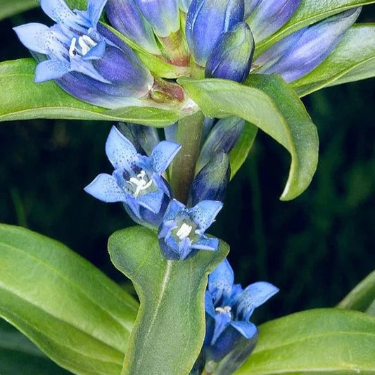 Bilde av Gentiana cruciata-Spanne Plantesalg