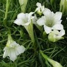 Bilde av Gentiana s.-o. 'Weisser Traum'-Spanne Plantesalg