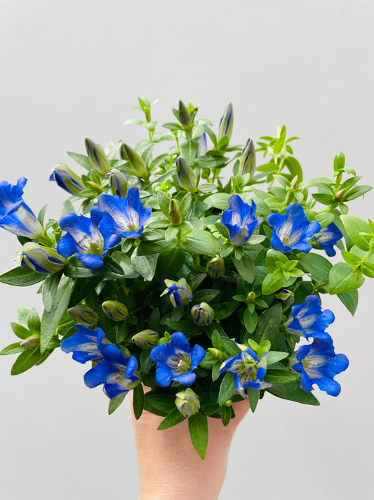 Bilde av Gentiana scabra ‘Luis’-Spanne Plantesalg