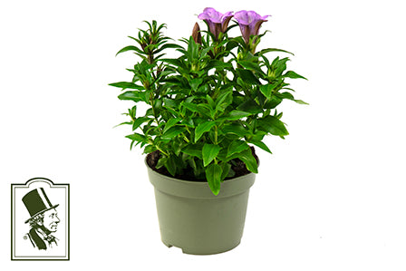 Bilde av GENTIANA SCABRA 'PINK ETERNITY'-Spanne Plantesalg