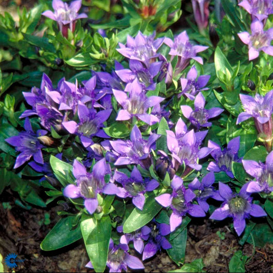 Bilde av Gentiana septemfida-Spanne Plantesalg