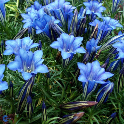 Bilde av Gentiana sino-ornata-Spanne Plantesalg