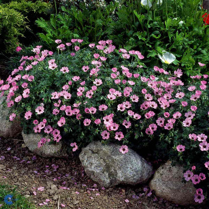 Bilde av Geranium cin. 'Ballerina'-Spanne Plantesalg