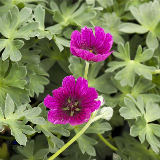 Bilde av Geranium cin. Jolly Jewel Violet-Spanne Plantesalg