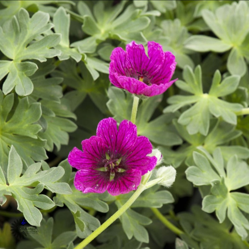 Bilde av Geranium cin. Jolly Jewel Violet-Spanne Plantesalg