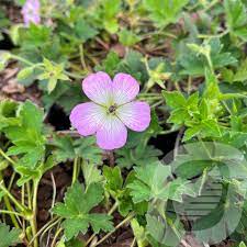 Bilde av GERANIUM SHIKOKIANUM CONFETTI-Spanne Plantesalg