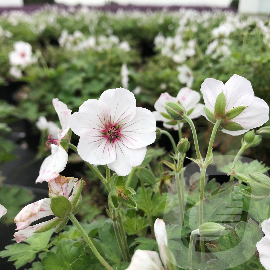 Bilde av Geranium Coombland white-Spanne Plantesalg