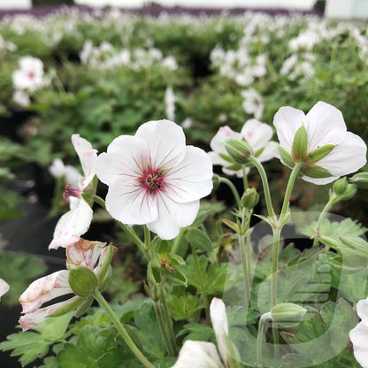 Bilde av Geranium Coombland white-Spanne Plantesalg