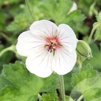 Bilde av Geranium Coombland white-Spanne Plantesalg