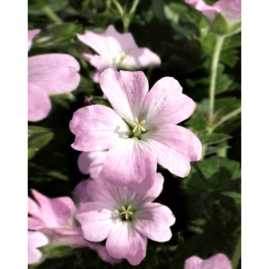 Bilde av Geranium Dreamland-Spanne Plantesalg