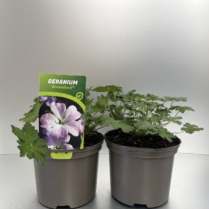 Bilde av GERANIUM DREAMLAND®-Spanne Plantesalg