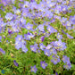 Bilde av Geranium 'Johnson's Blue'-Spanne Plantesalg