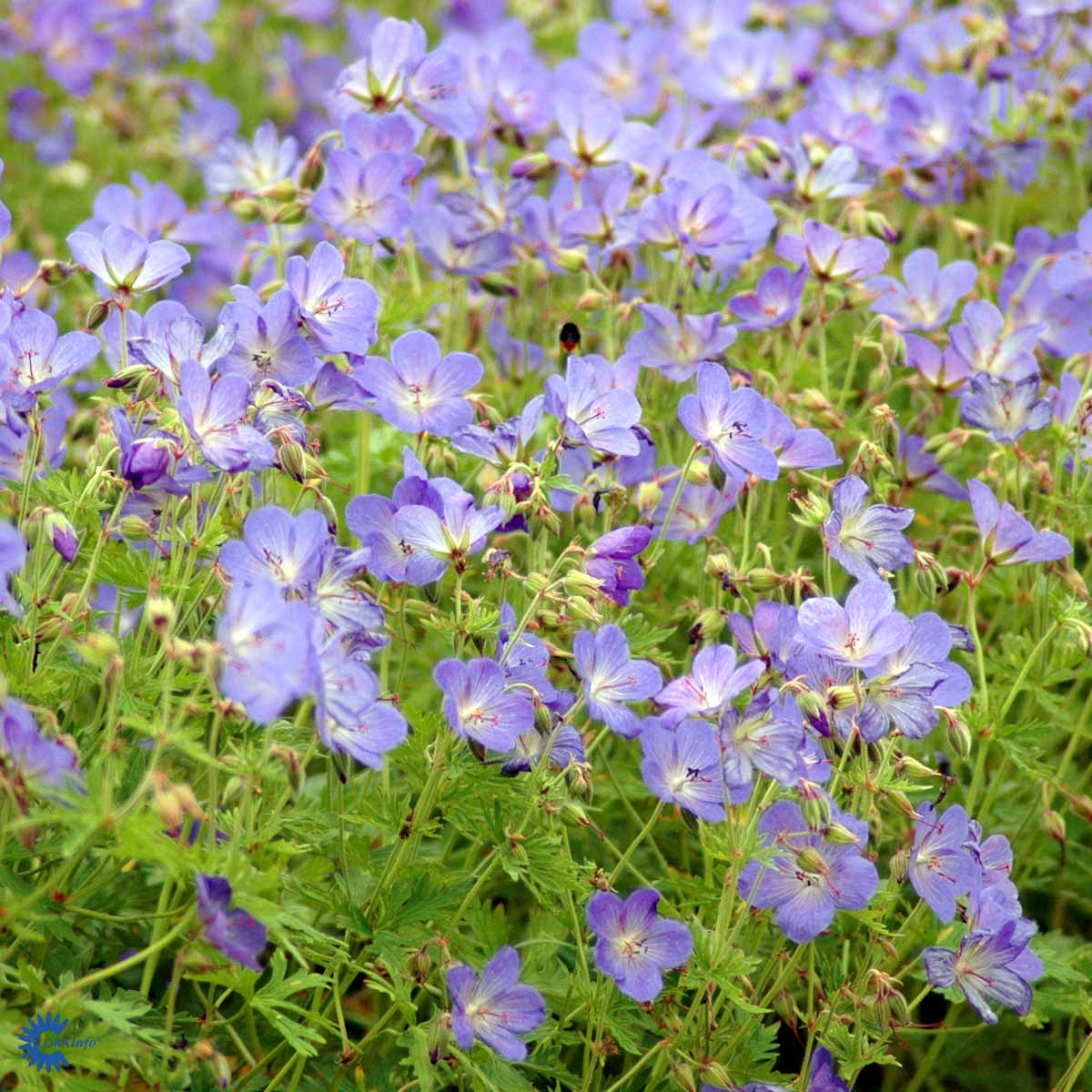 Bilde av Geranium 'Johnson's Blue'-Spanne Plantesalg