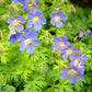 Bilde av Geranium Johnson´S Blue-Spanne Plantesalg