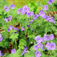 Bilde av Geranium magnificum-Spanne Plantesalg