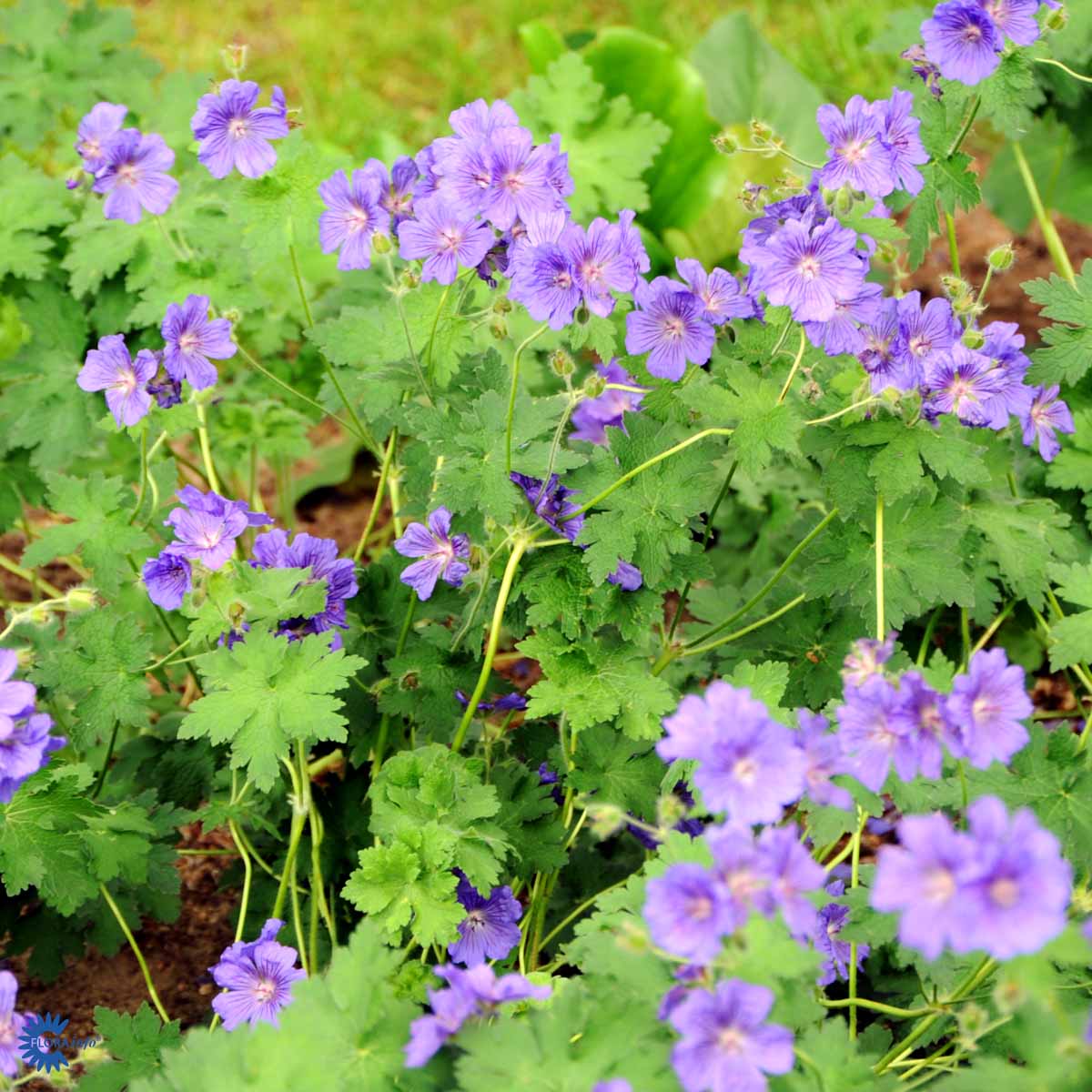 Bilde av Geranium magnificum-Spanne Plantesalg